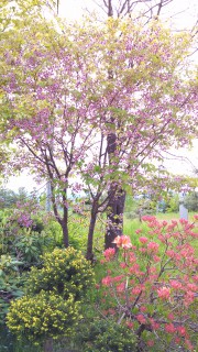 IMG_20130606_103209_644