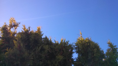 IMG_20131005_084149_061